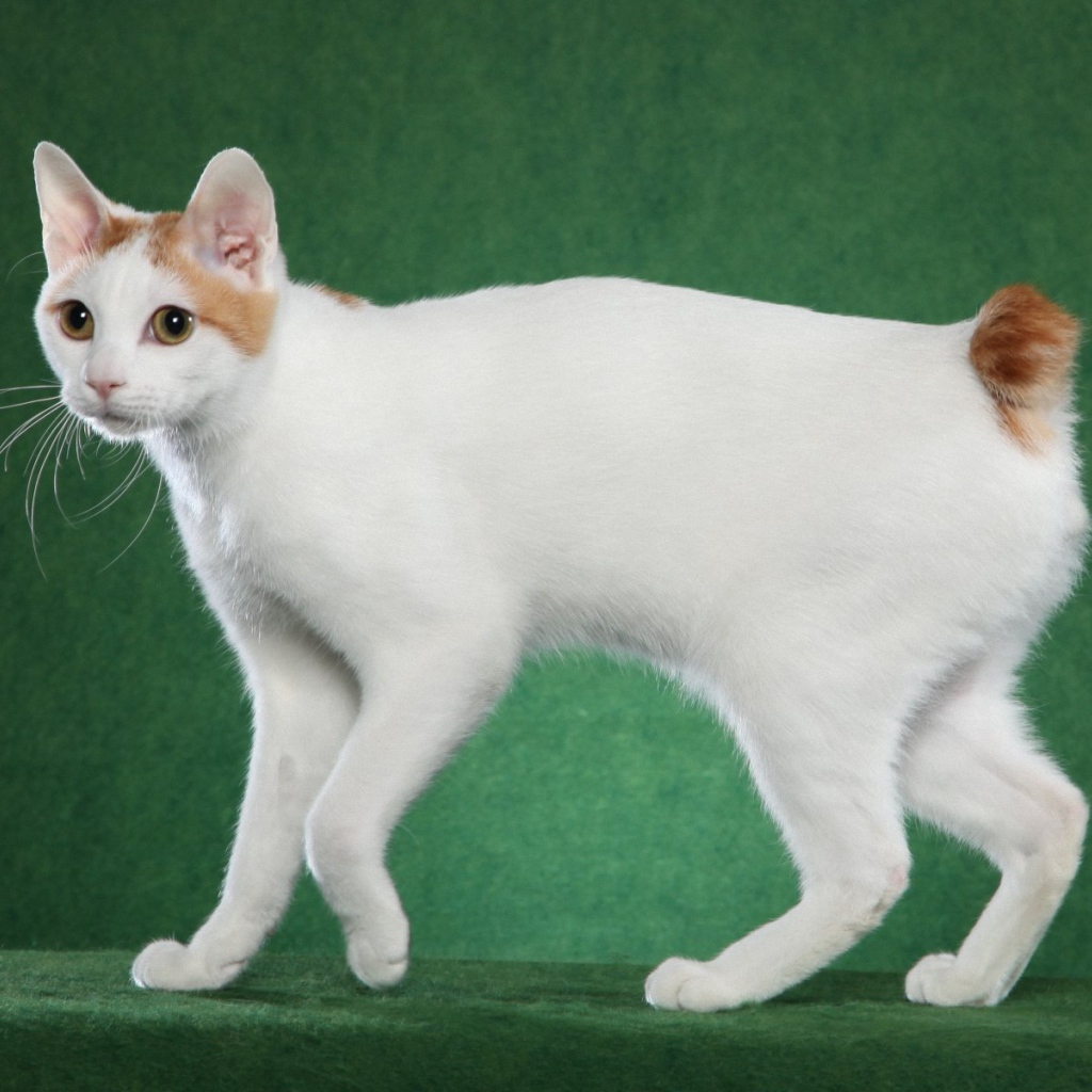 Милашка японский бобтейл