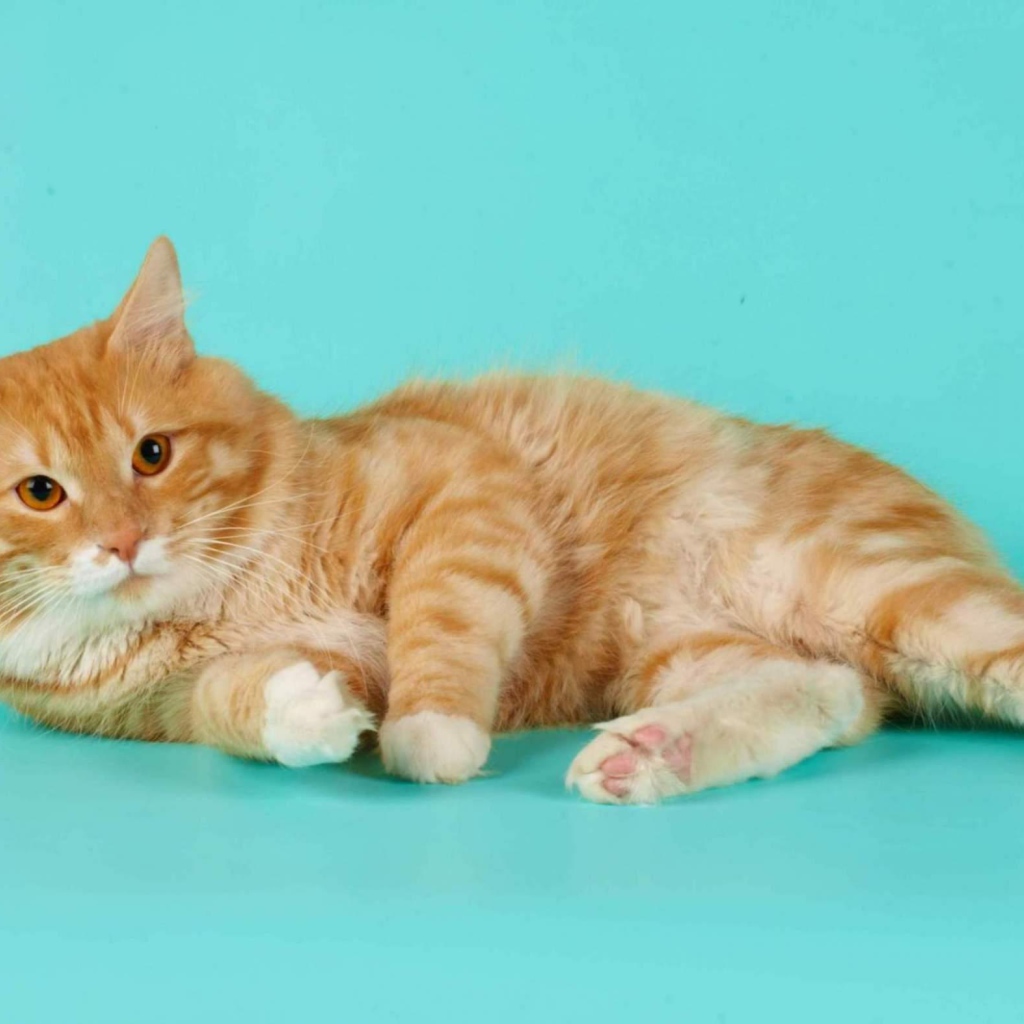 Милашка курильский бобтейл