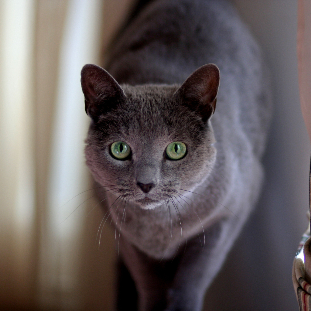 Милашка русская голубая кошка