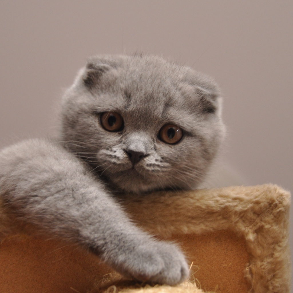 Милашка шотландская кошка