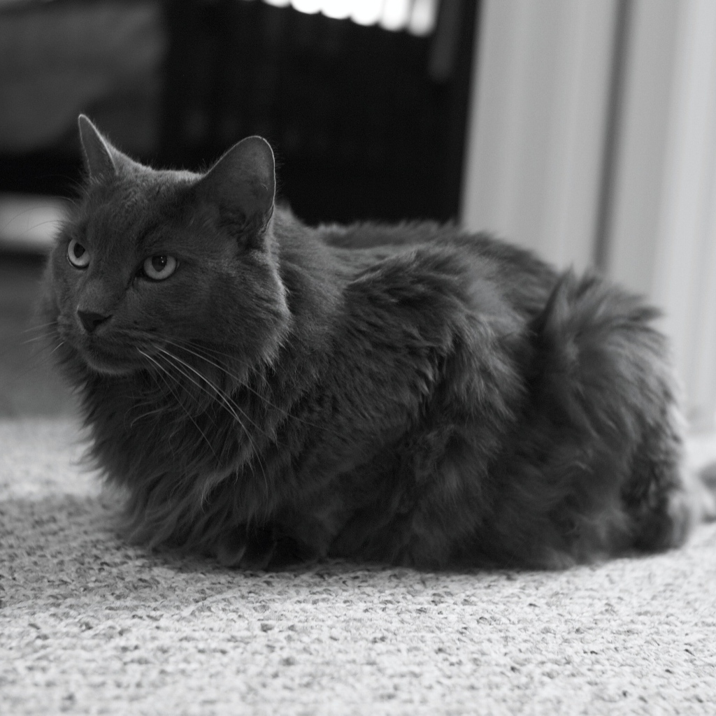 Милашка кот нибелунг