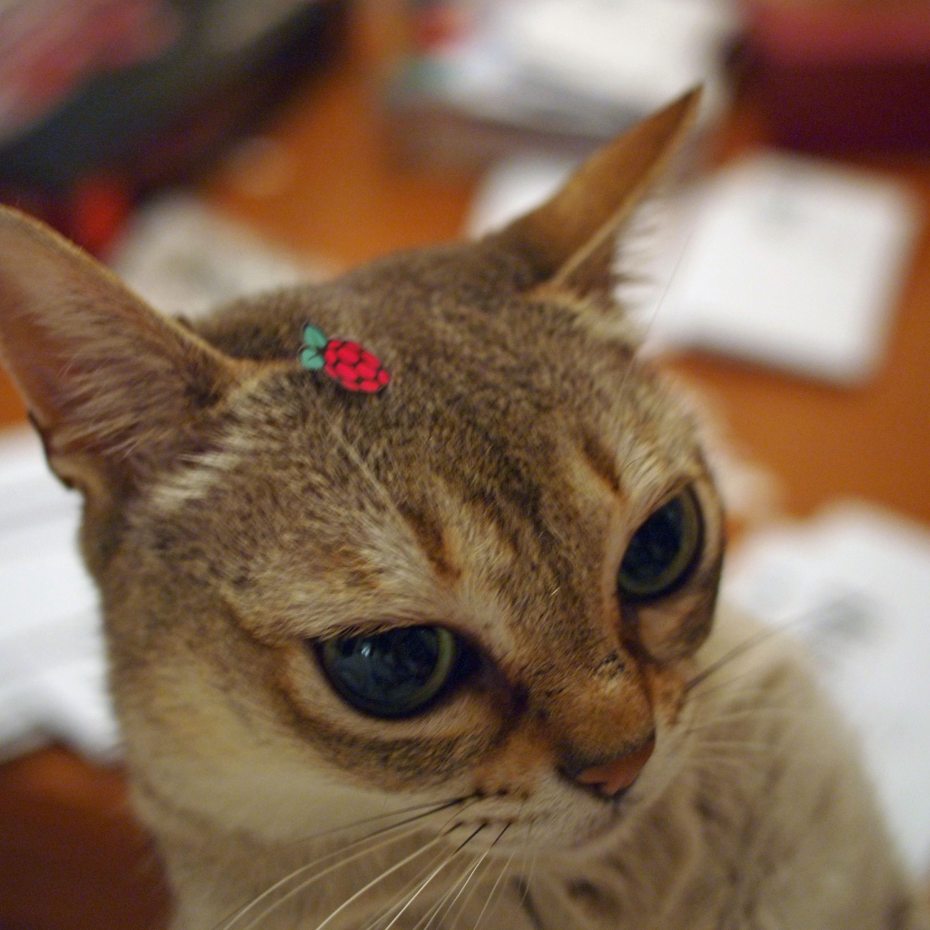 Украшение для сингапурской кошки