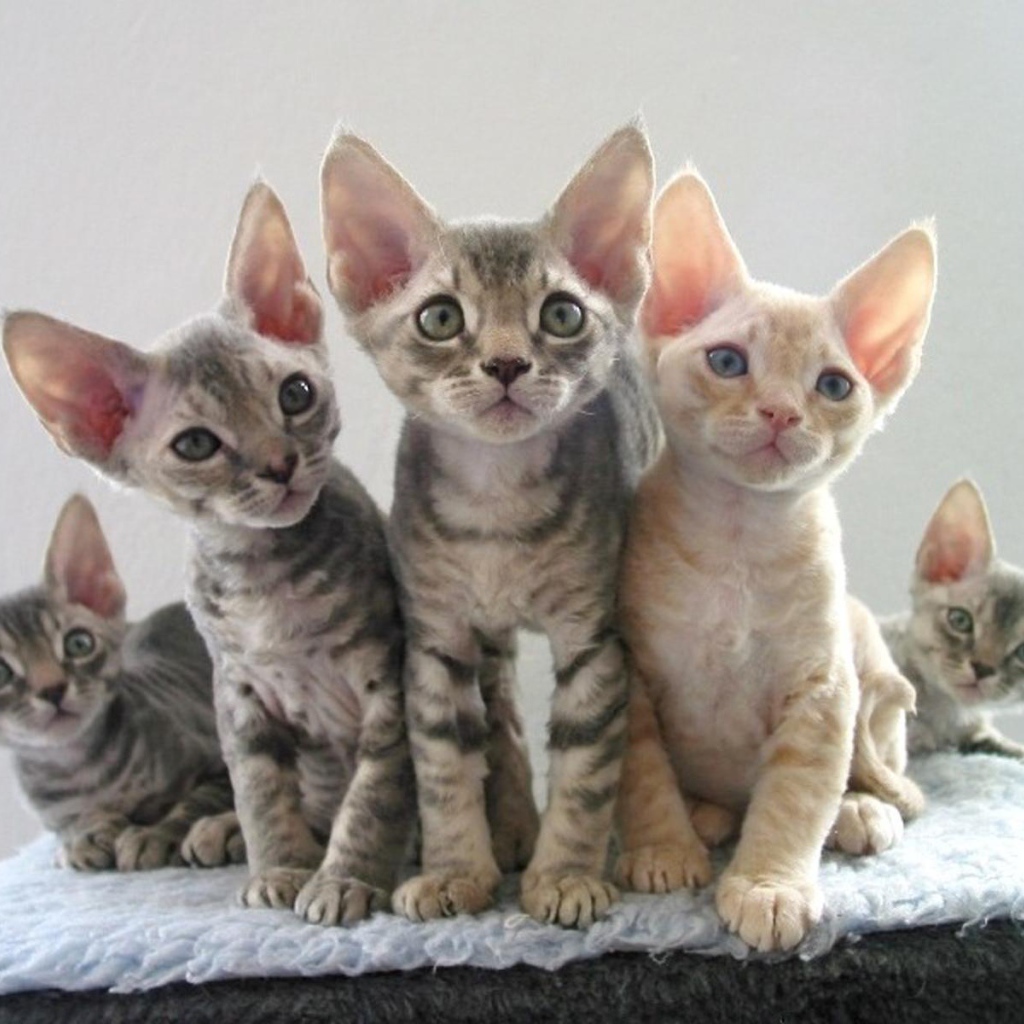 Котята девон-рекс