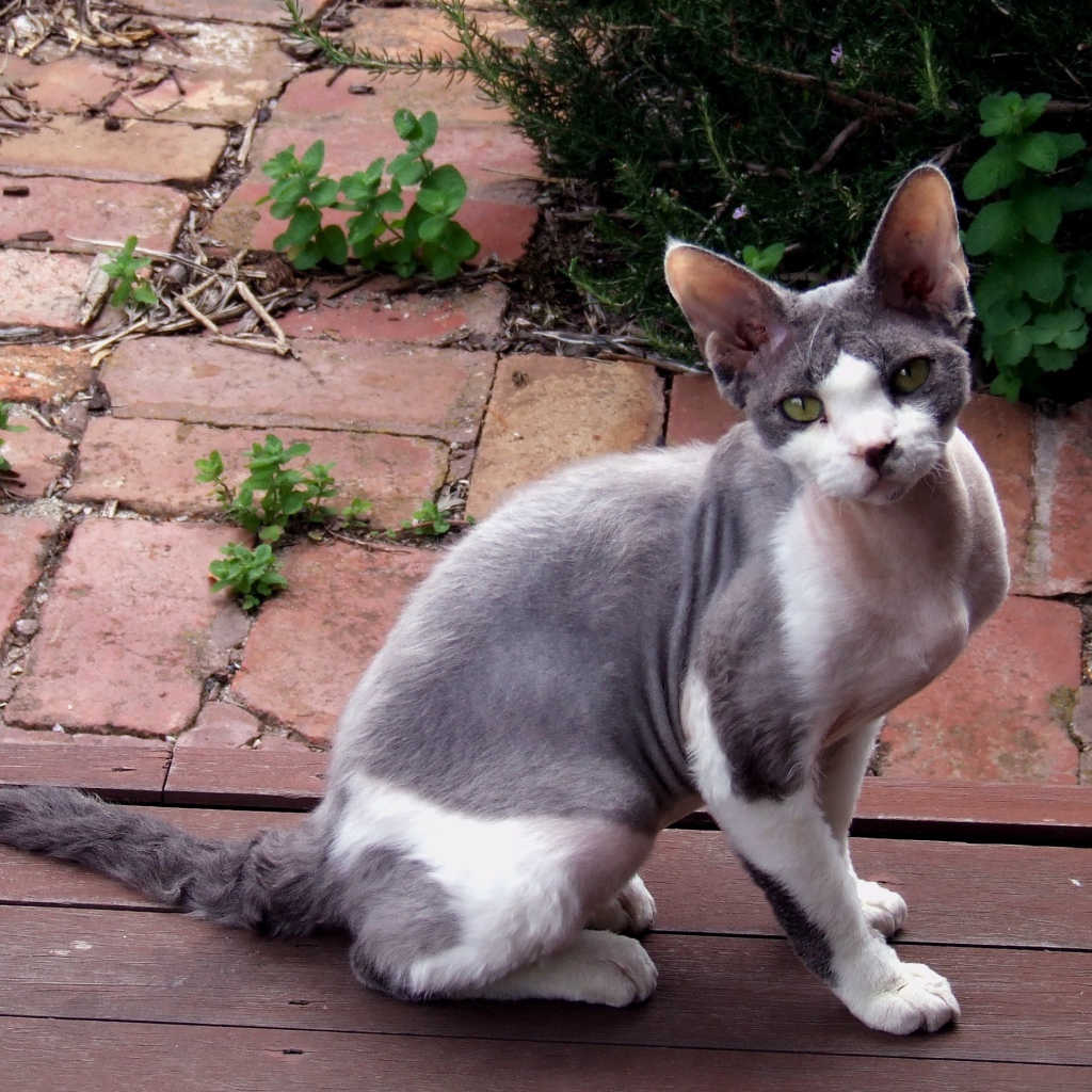 Девон рекс на улице