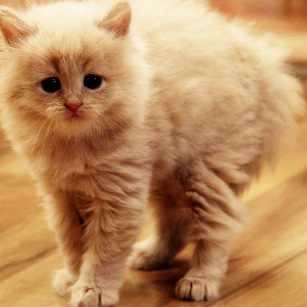 Взъерошенный котенок