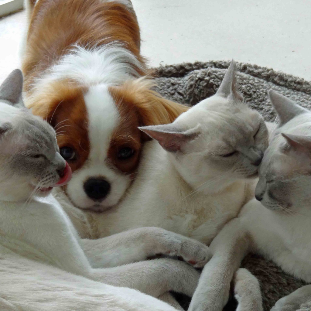 Собака и тонкинские кошки