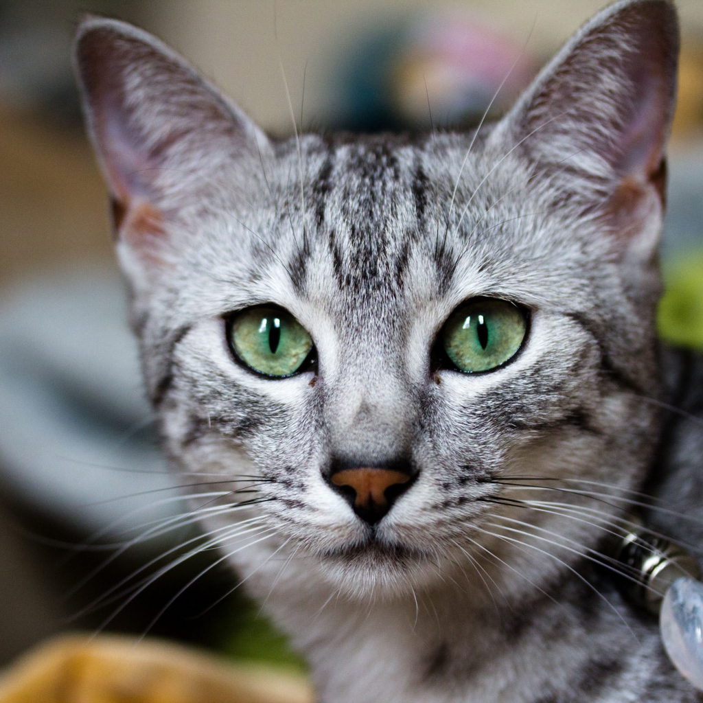 Кошка египетская мау