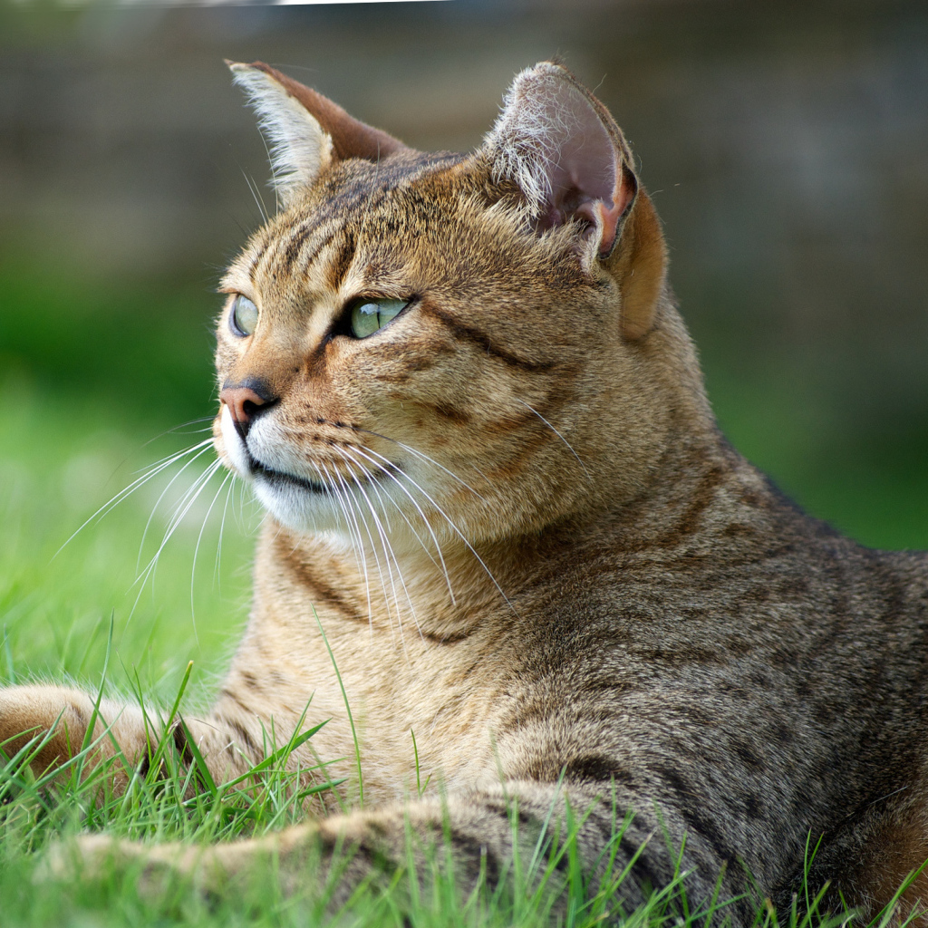 Кот египетская мау на траве
