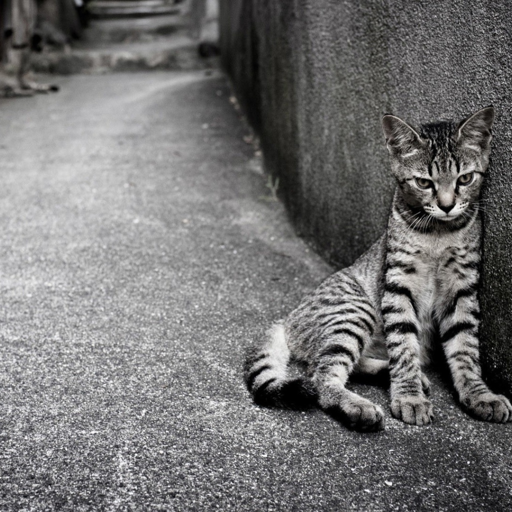 Кошка египетская мау на улице