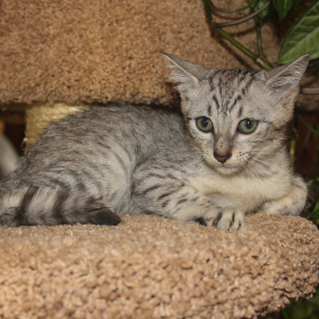 Котенок египетская мау