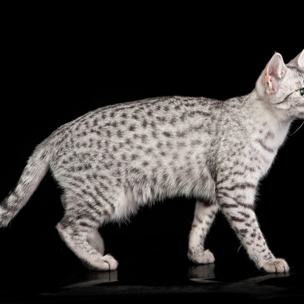 Египетская мау на черном фоне