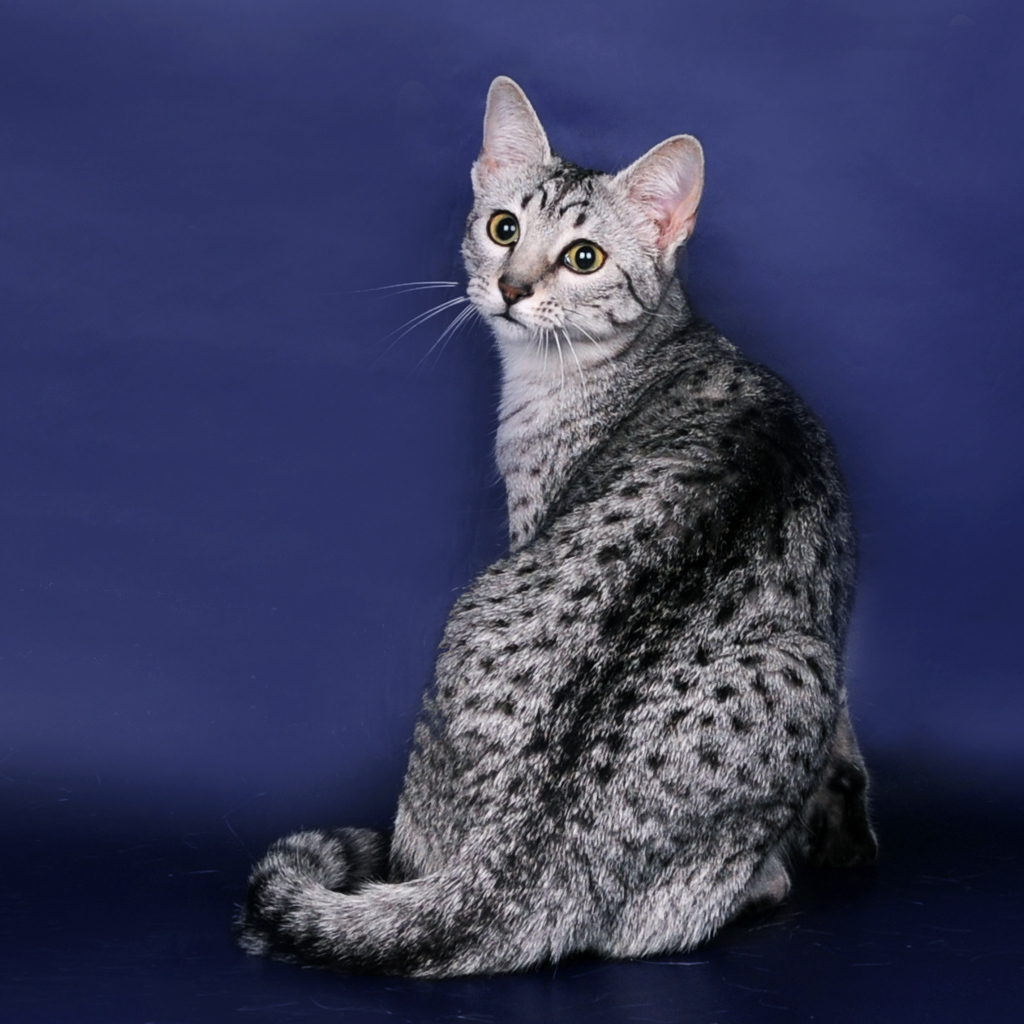 Egyptian Mau on a blue background