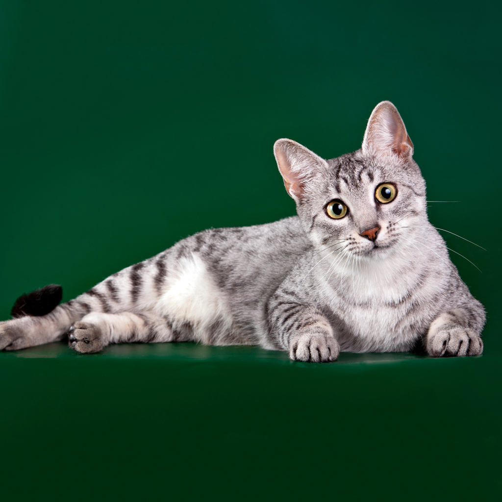 Египетская мау на зеленом фоне