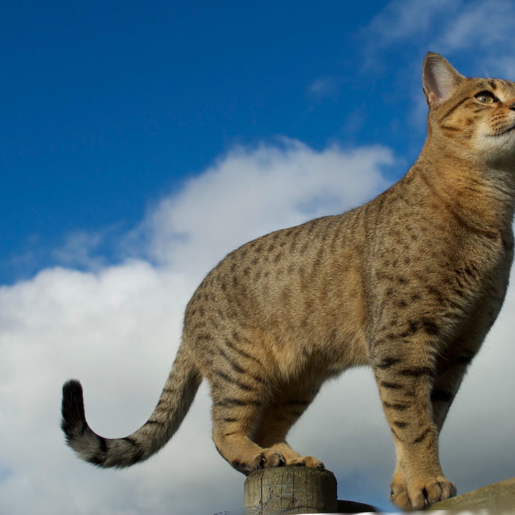 Египетская мау на заборе