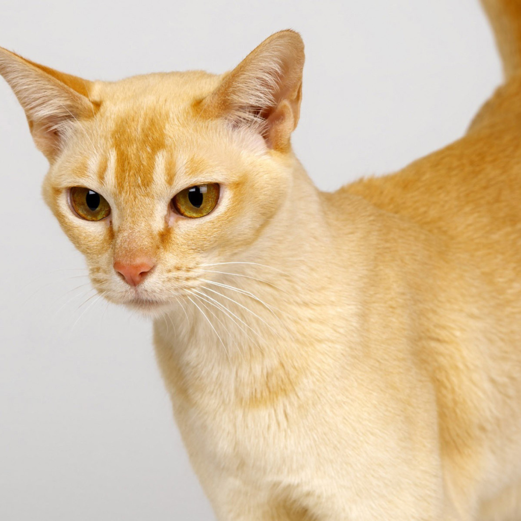 Выразительный глаза цейлонской кошки