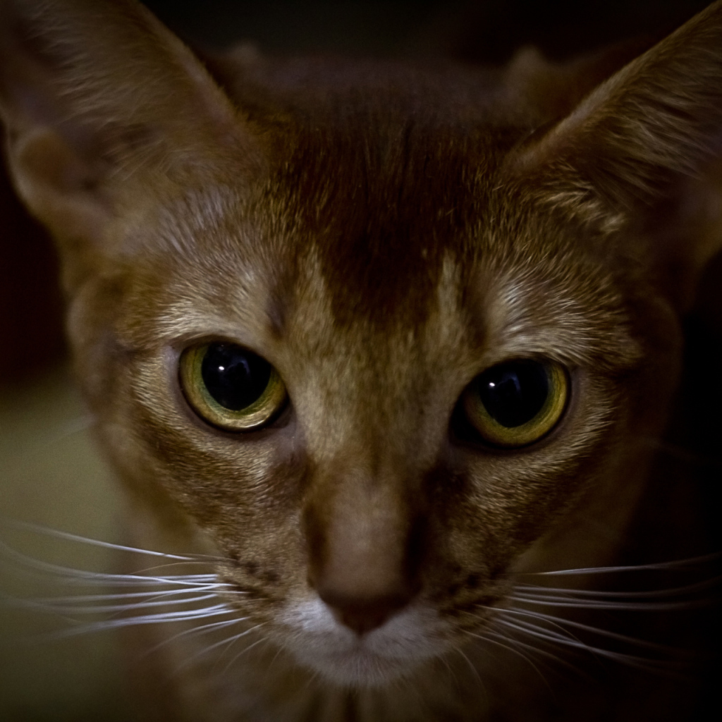 Глаза абиссинской кошки