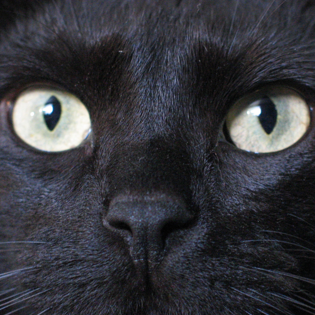 Глаза бомбейской кошки