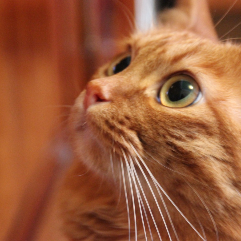 Глаза курильского бобтейла