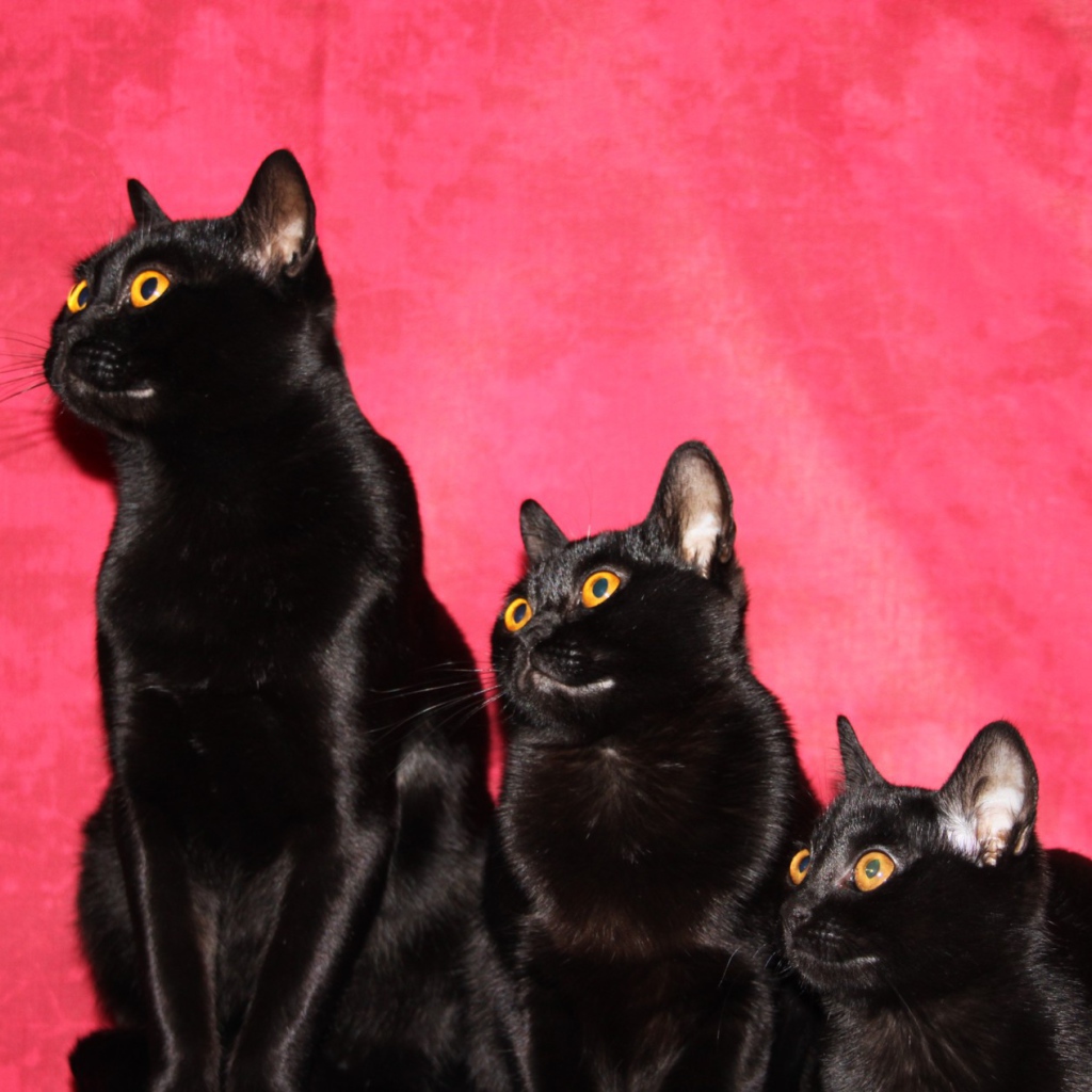 Семья бомбейских кошек