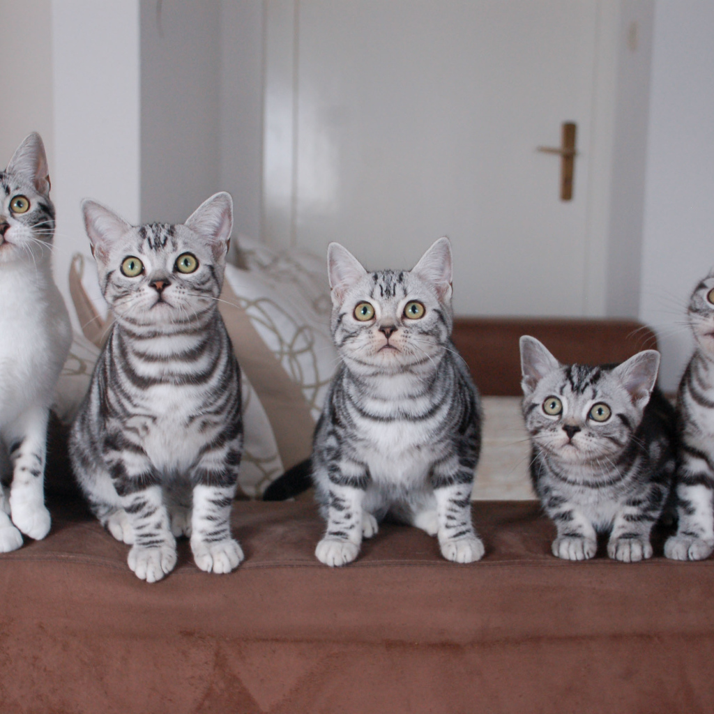 Семейство котят американской короткошерстной кошки