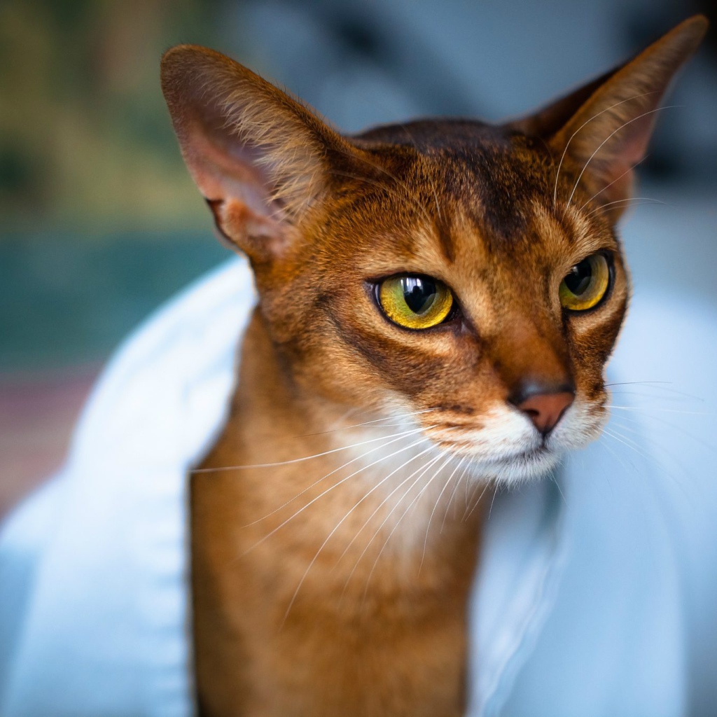 Модная абиссинская кошка