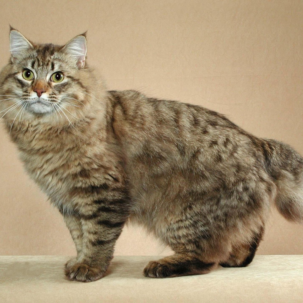 Пушистый японский бобтейл