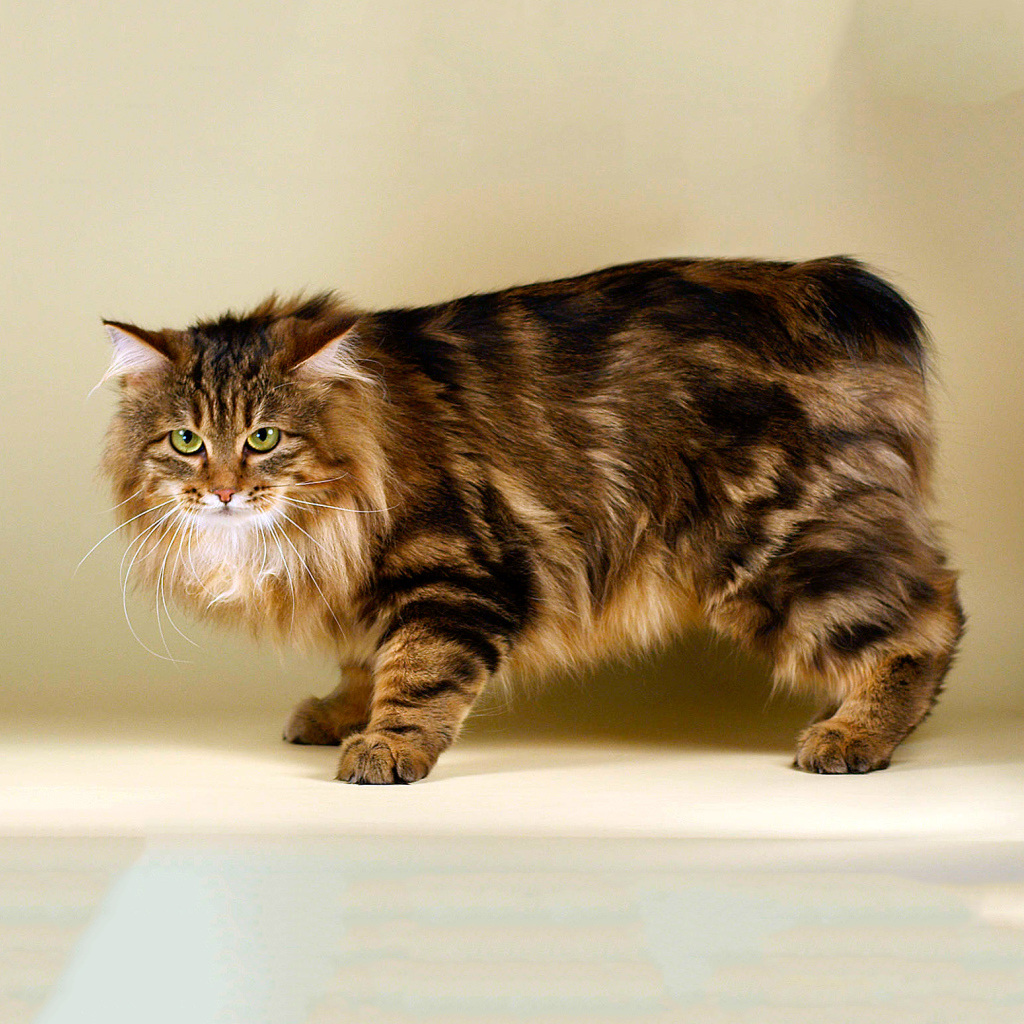 Пушистый курильский бобтейл