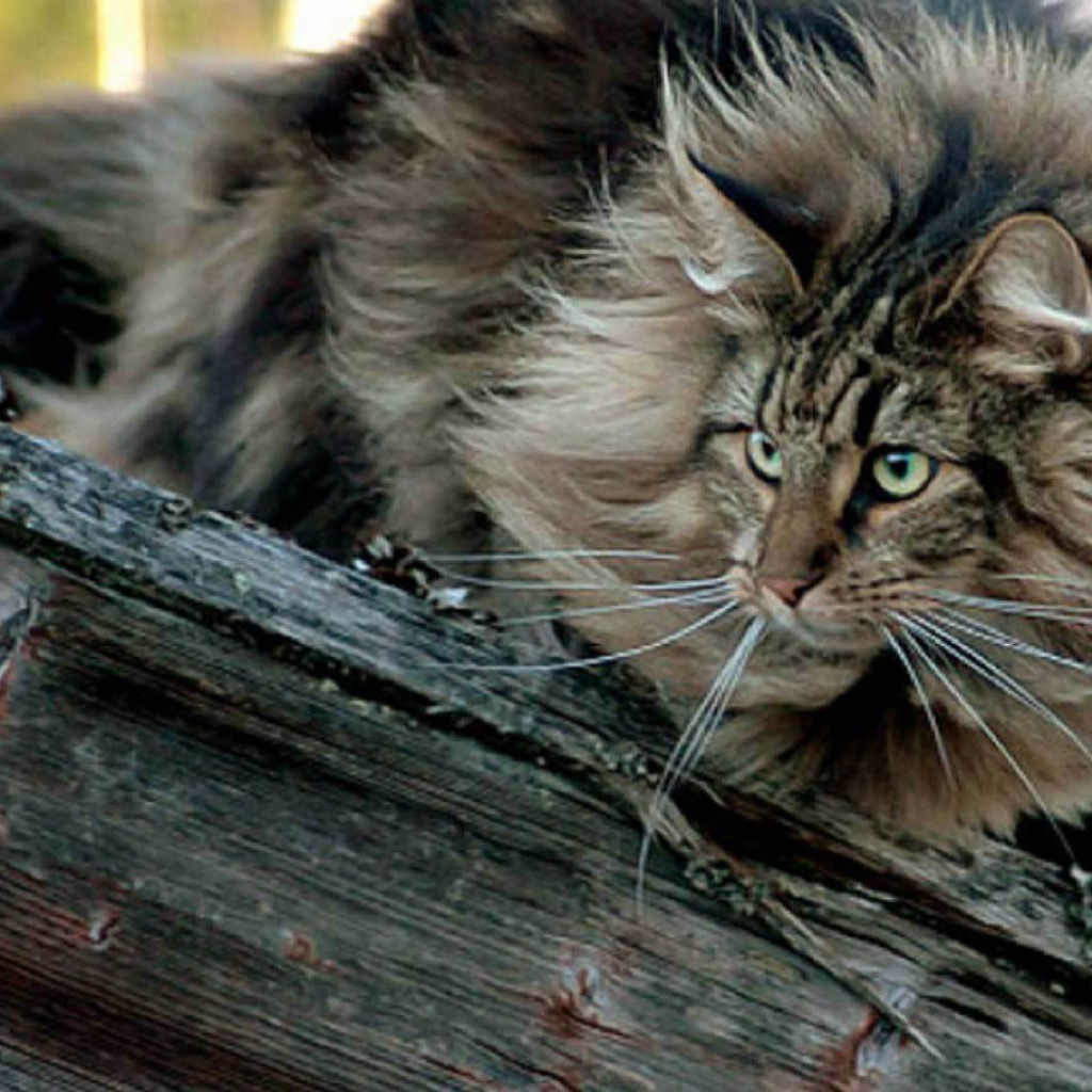 Пушистая норвежская лесная кошка