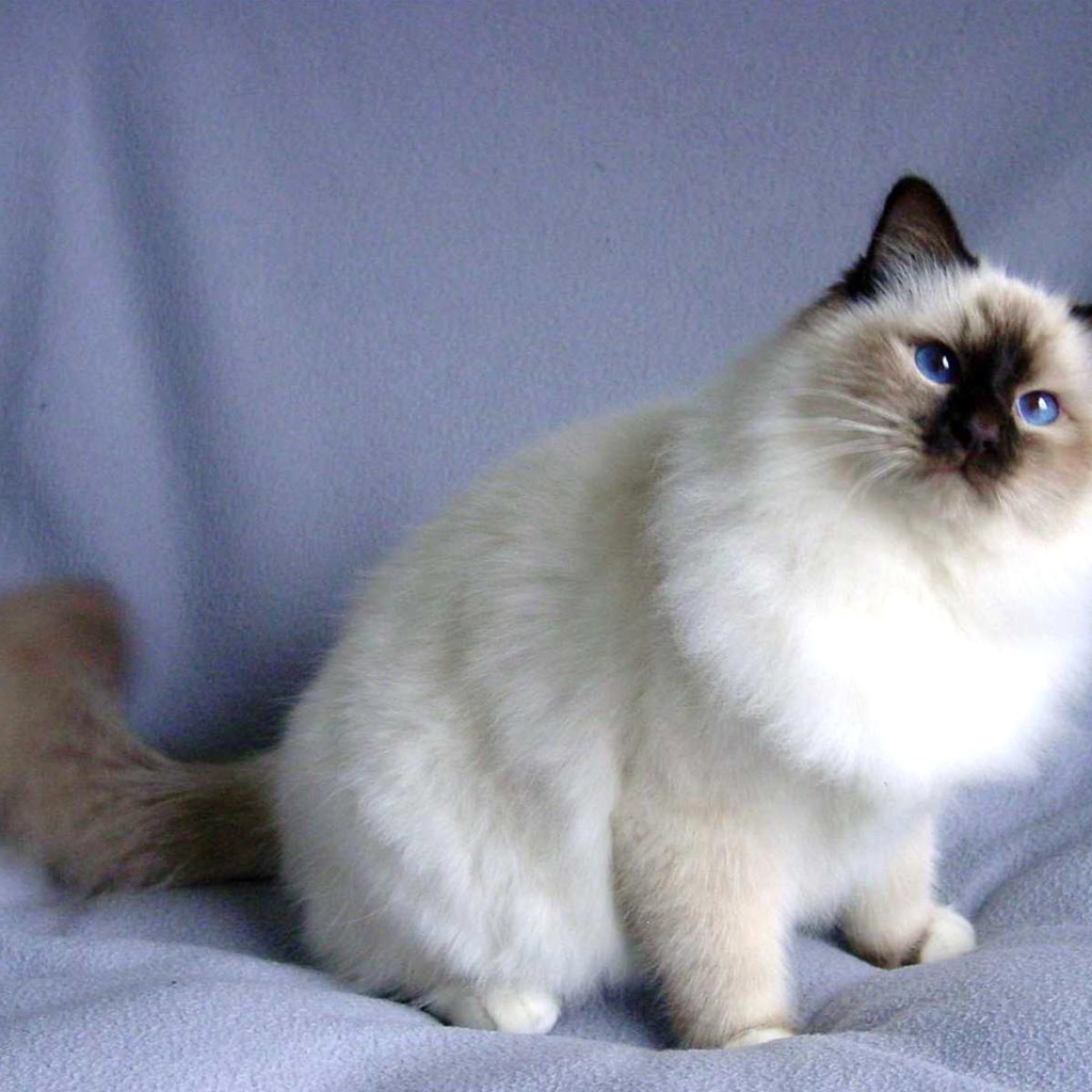 Пушистая кошка сноу-шу
