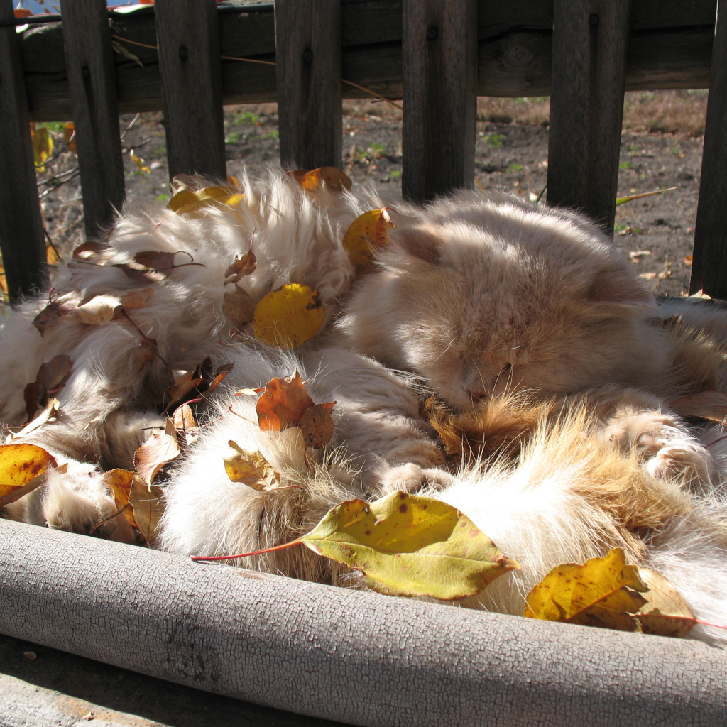 Пушистый кот в листьях