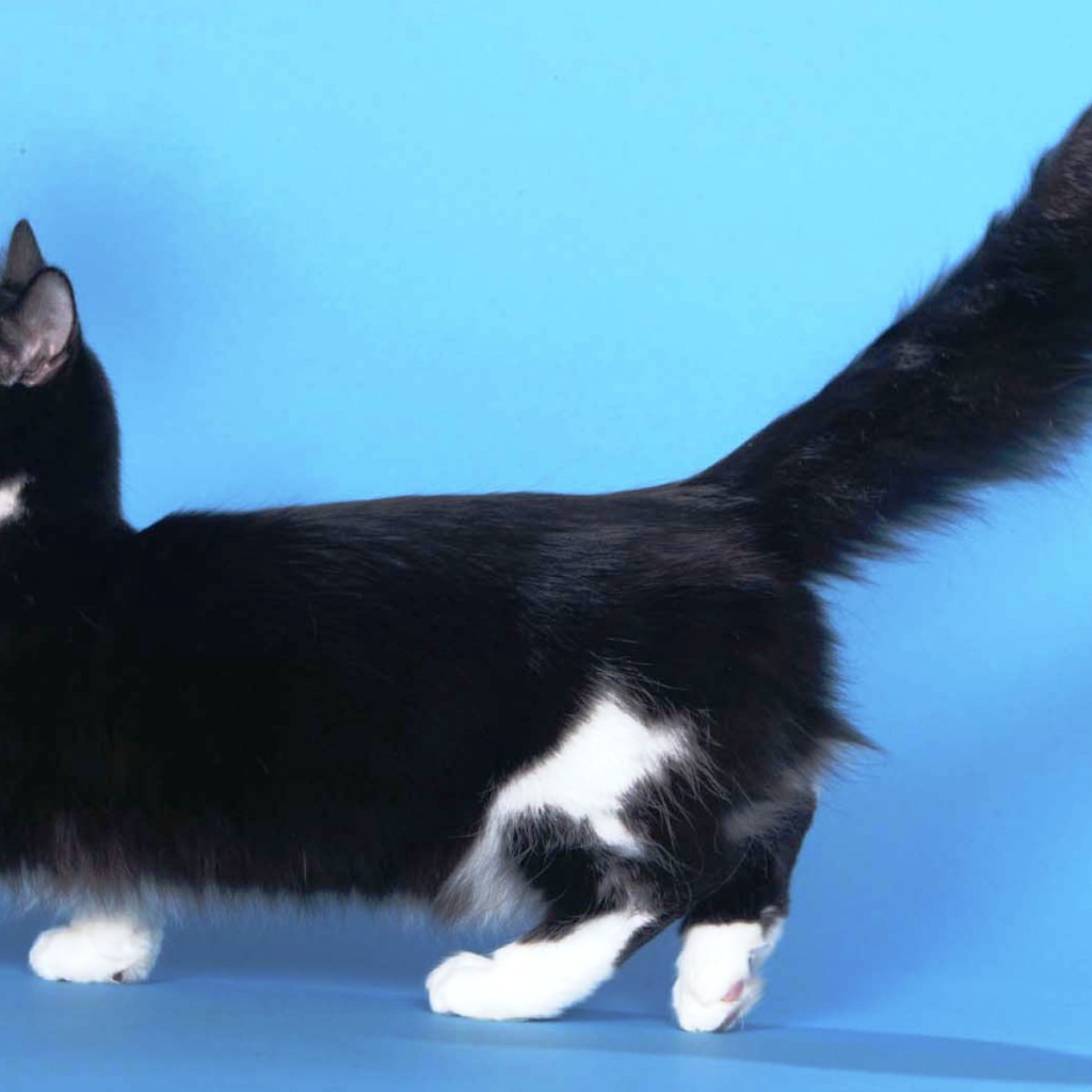 Пушистая кошка манчкин