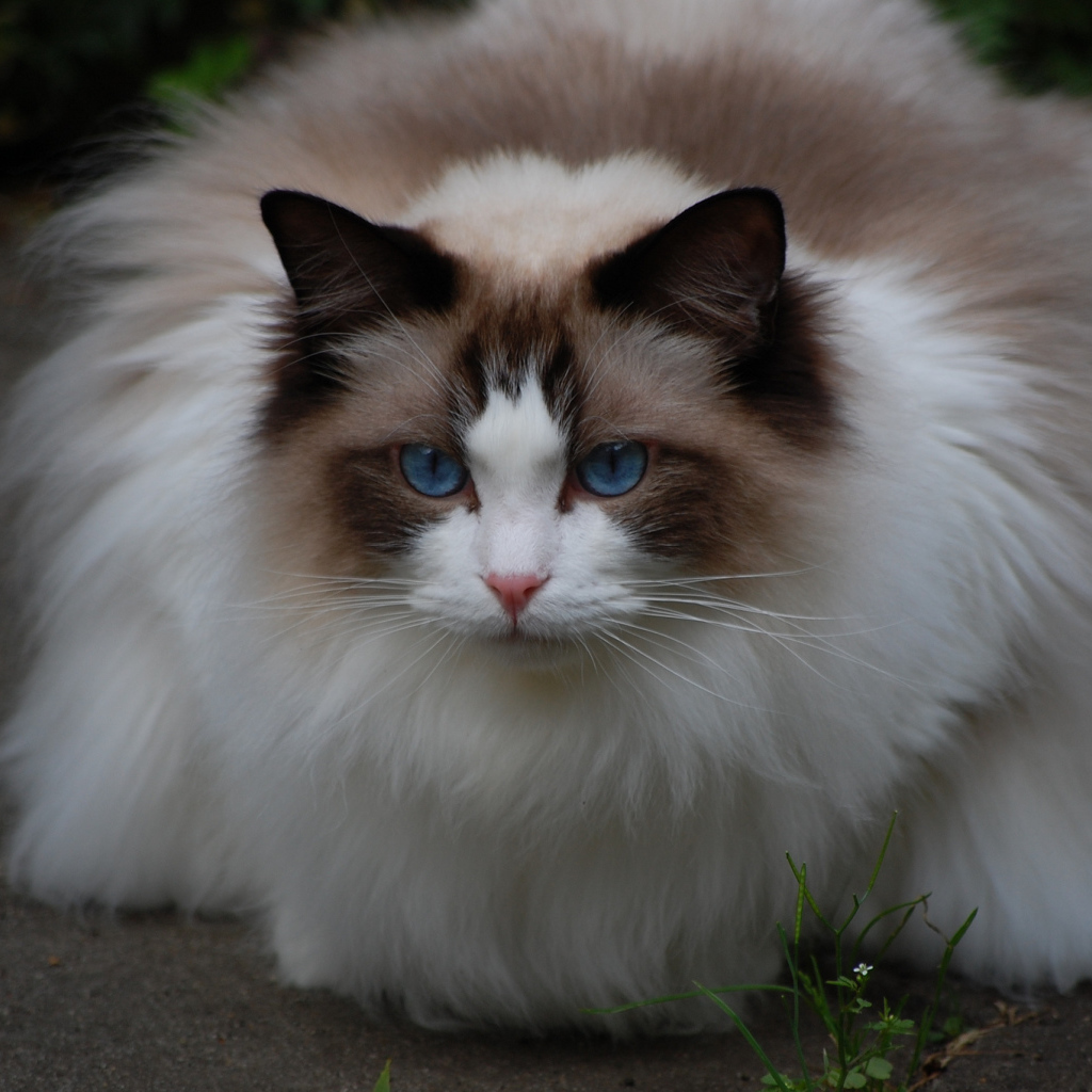 Пушистая кошка рэгдолл