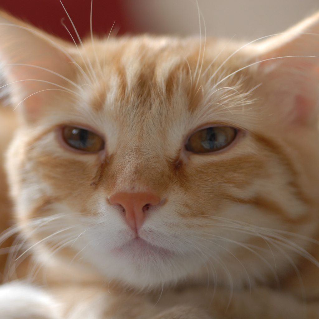 Пушистая рыжая европейская короткошерстная кошка