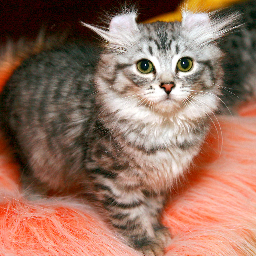 Пушистый котенок американский керл
