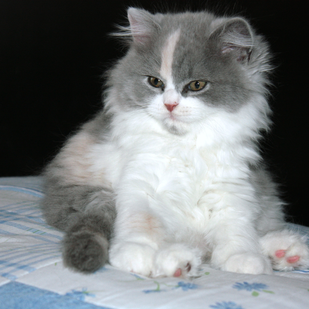 Пушистый котенок британской длинношерстной кошки