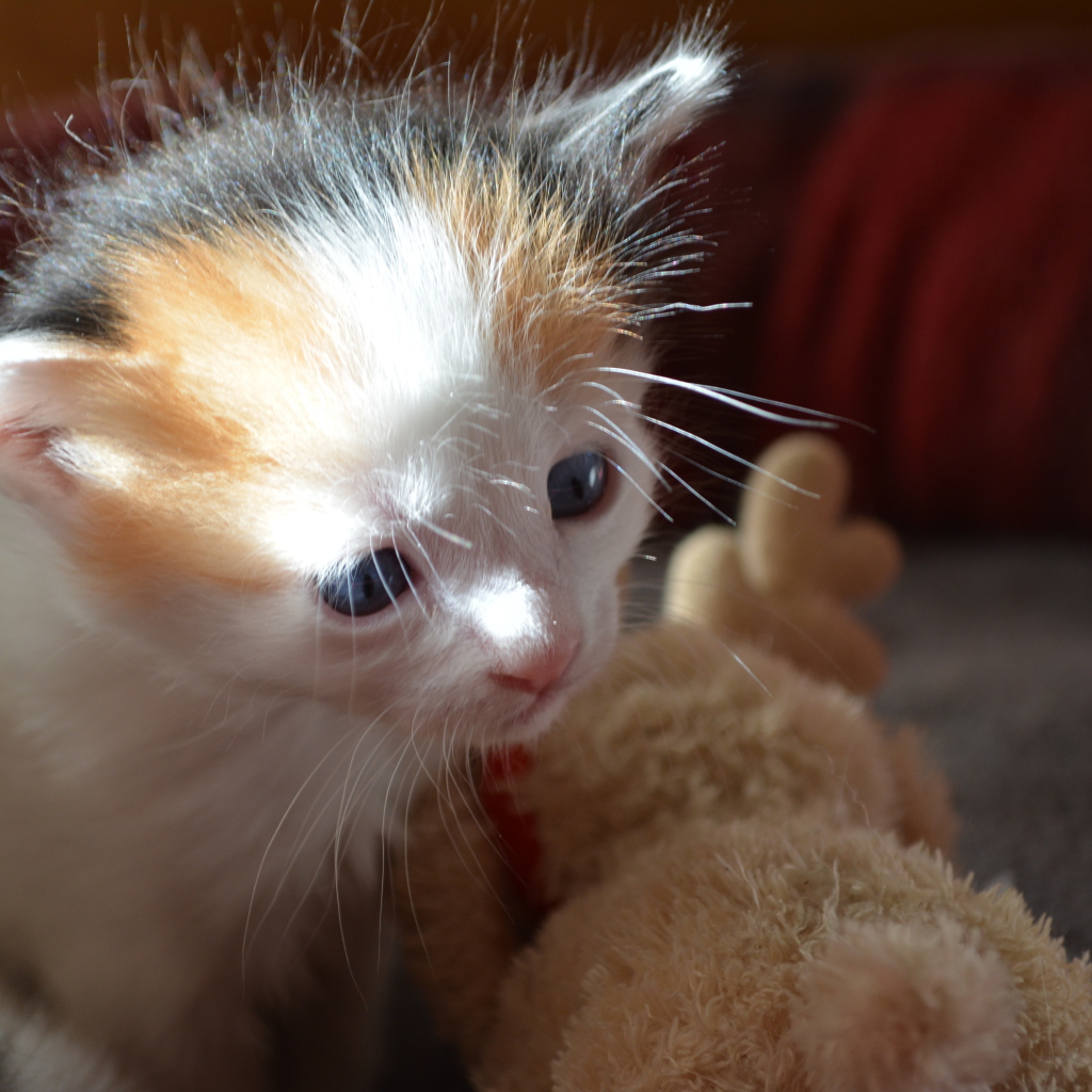 Пушистый котенок японского бобтейла