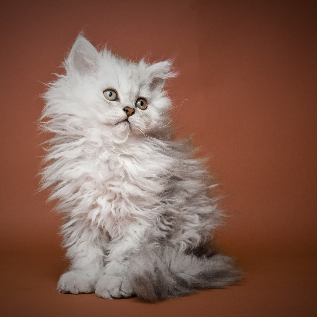 Пушистый котенок селкирк рекс