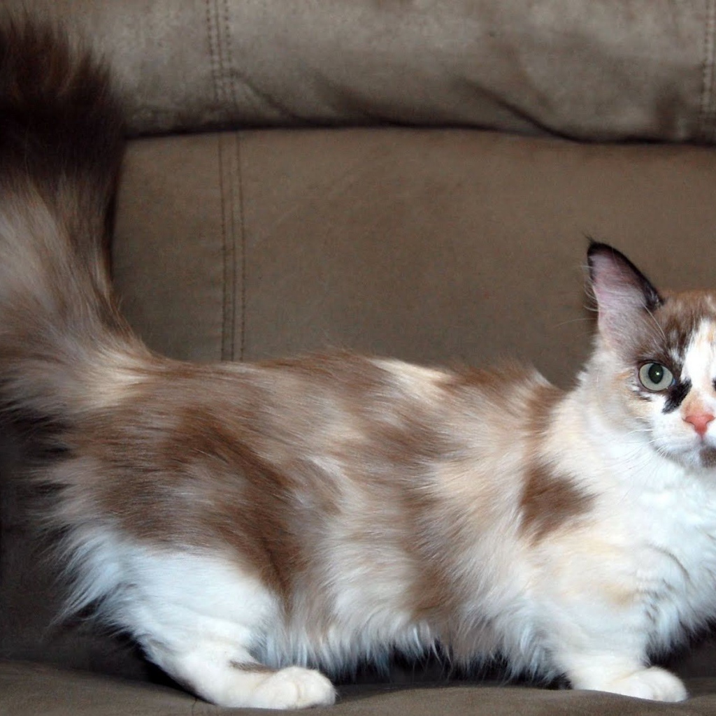 Пушистый хвост кошки манчкин