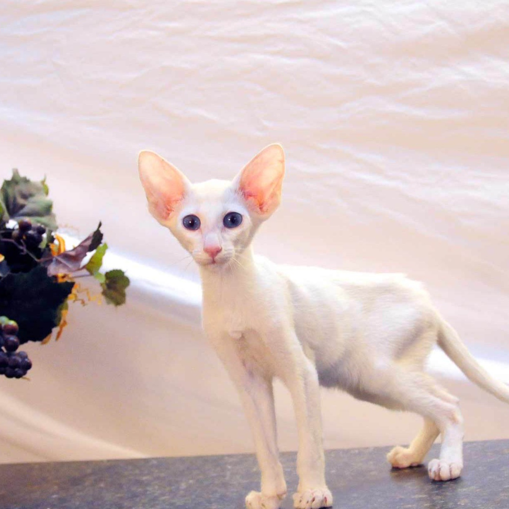 Котенок форин вайт