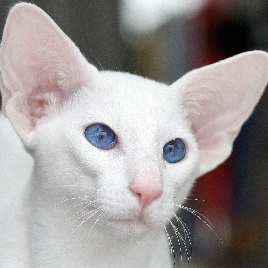 Голубоглазый форин вайт