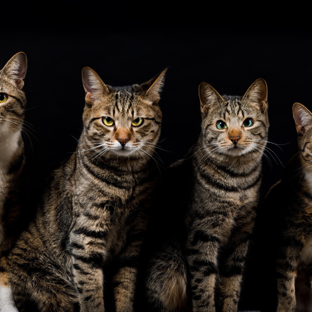 Четыре красивых кота