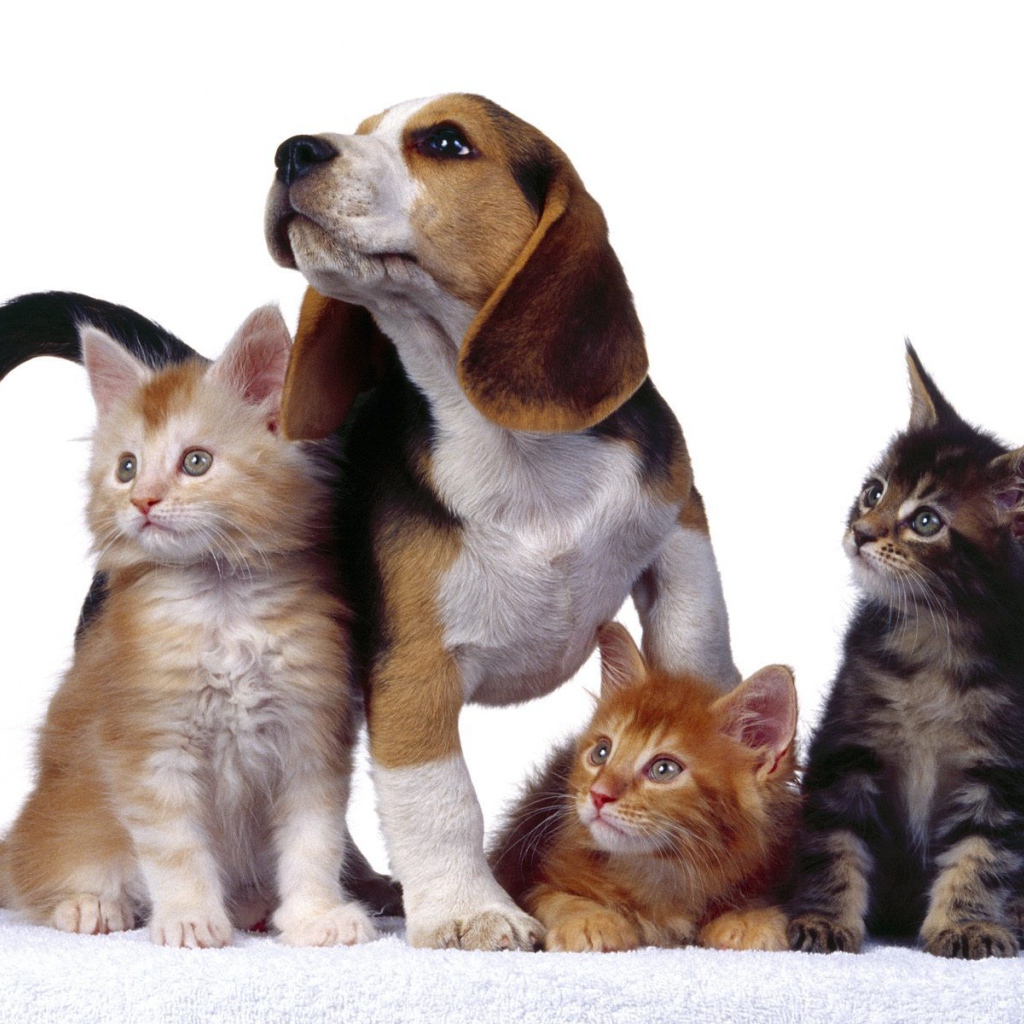 Четыре друга