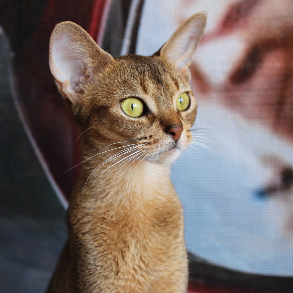 Забавный котенок абиссинки