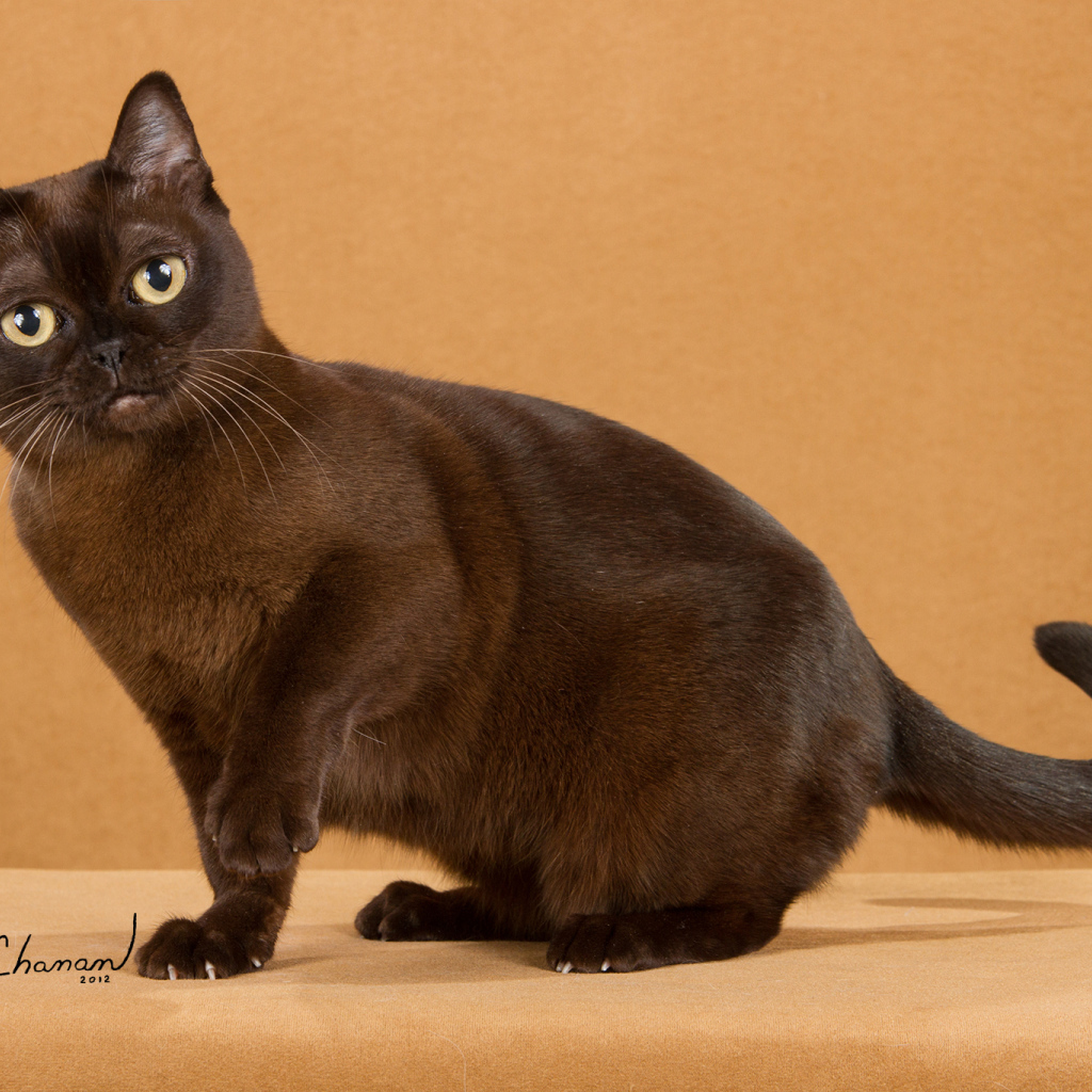 Забавная бурманская кошка