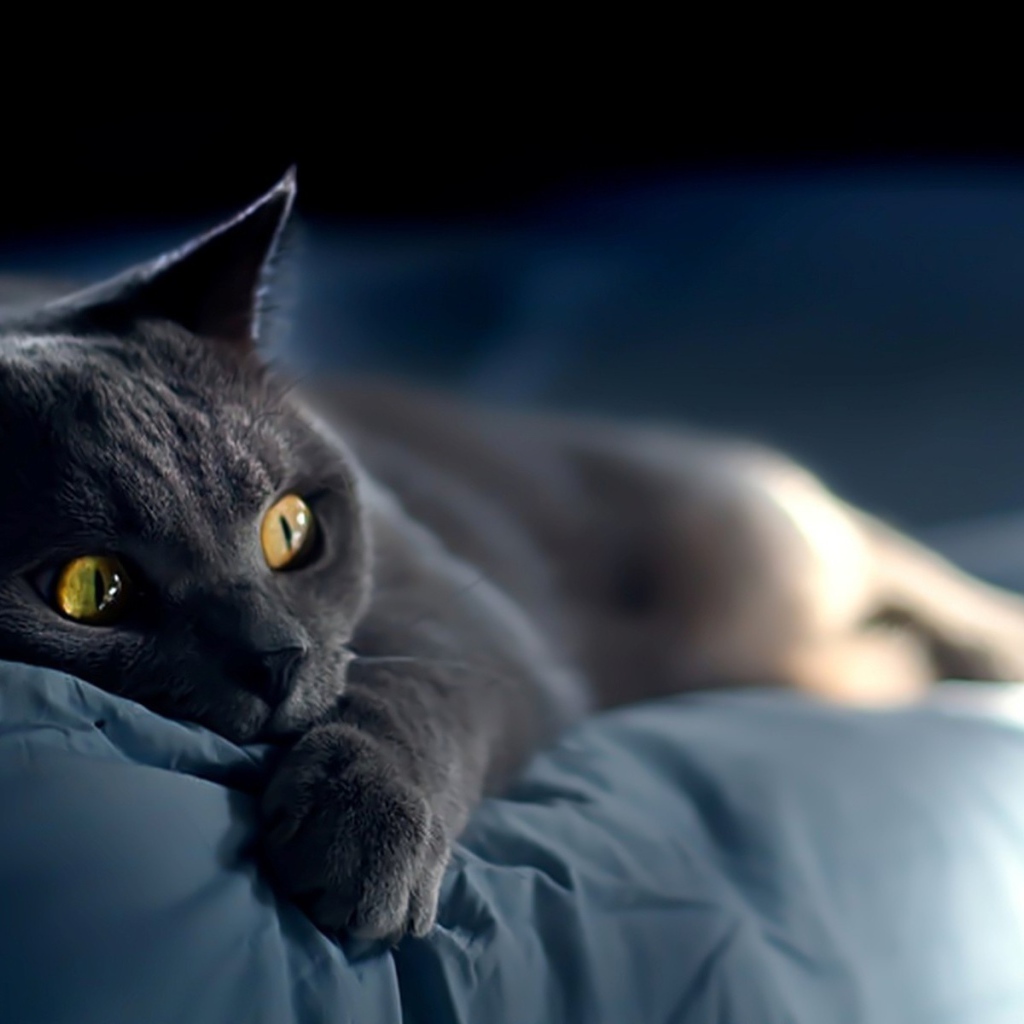 Забавная русская голубая кошка