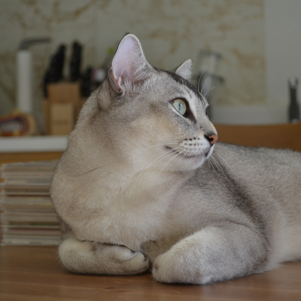 Забавная кошка бурмилла