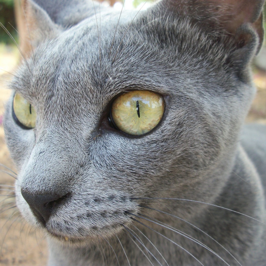 Забавный кот корат