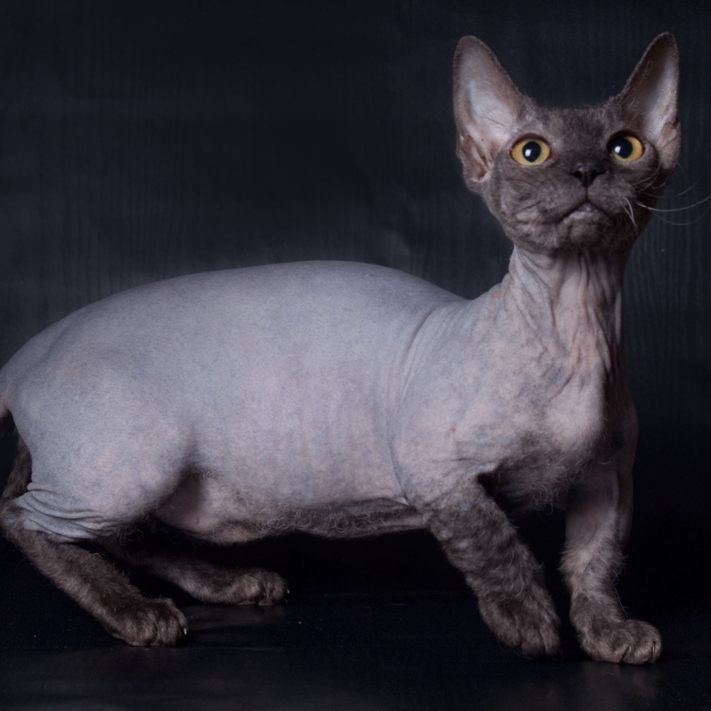 Забавный кот минскин