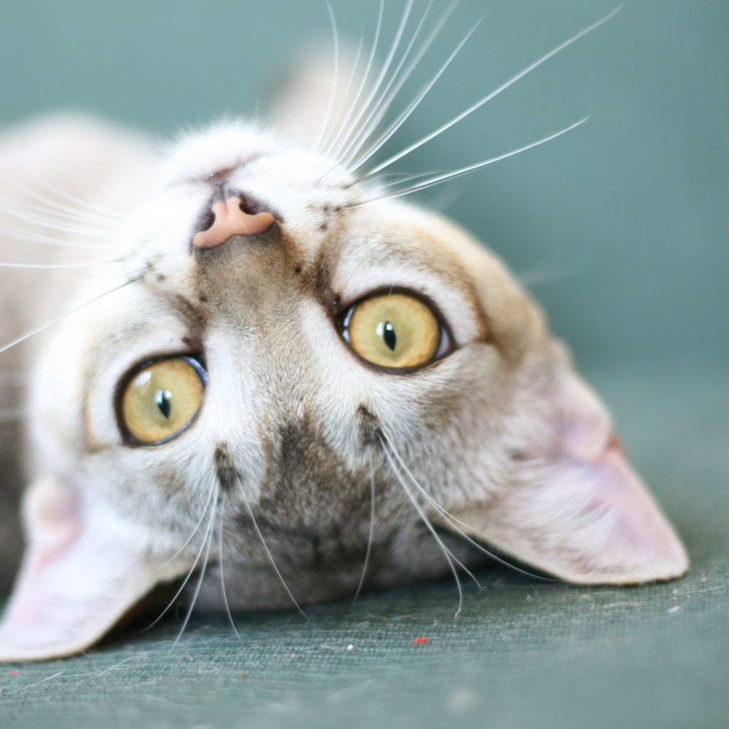 Забавная сингапурская кошка