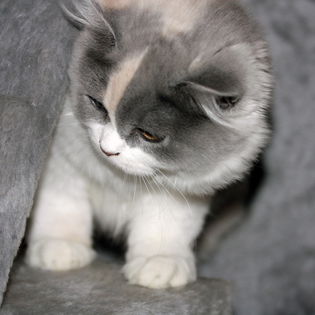 Забавный котенок британской длинношерстной кошки